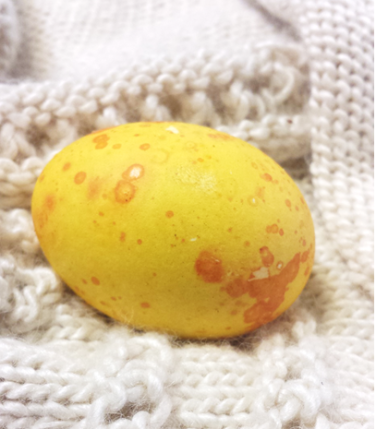 one egg dyed with turmeric